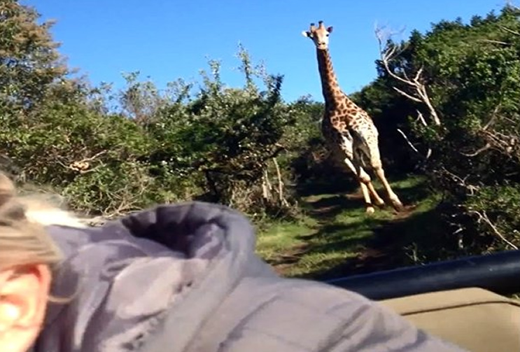Giraffe Chasing Safari Jeep
