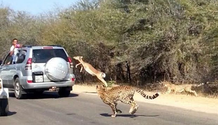 Cheetah Chases Impala into Tourist Car
