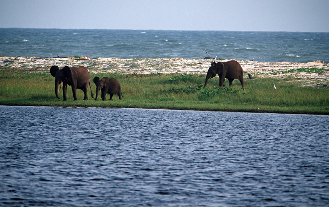 Loango Wildlife