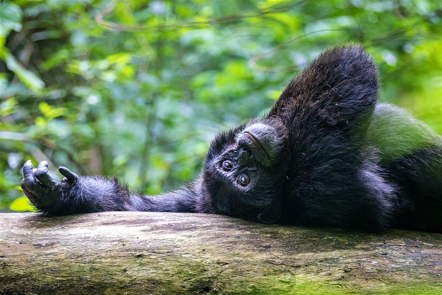 Kibale Chimpanzee Safari