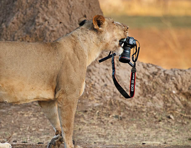 Lion with Camera on Safari