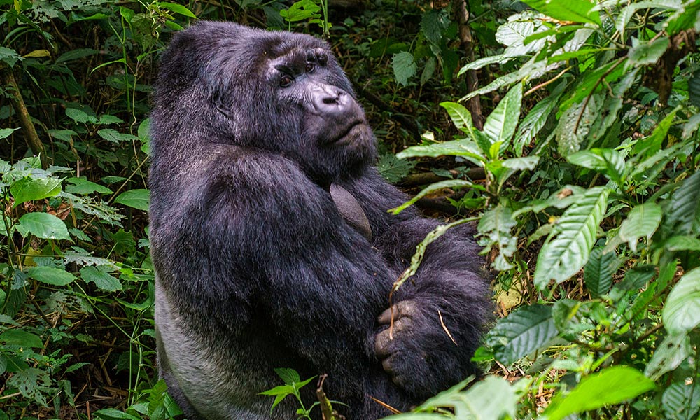 Congo Gorilla Safari
