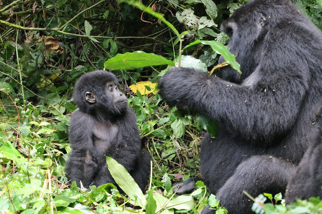 Uganda Gorillas