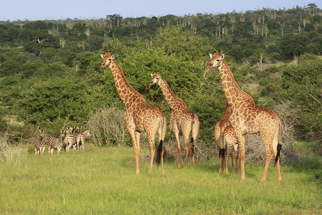 Kissama Giraffes