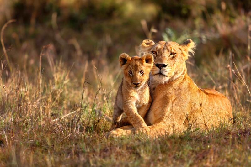 South Africa Safari