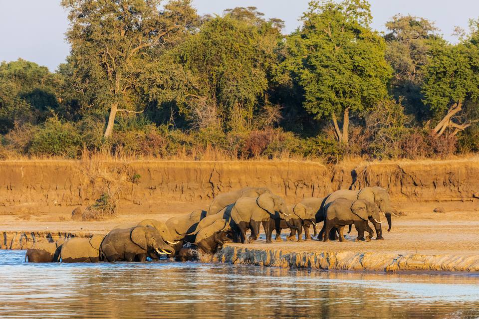 South Luangwa Wildlife