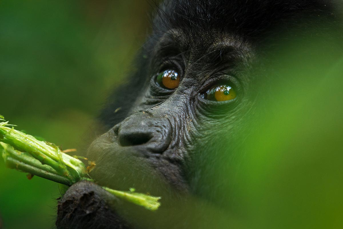 Meet Eye to Eye with the Mountain Gorillas
