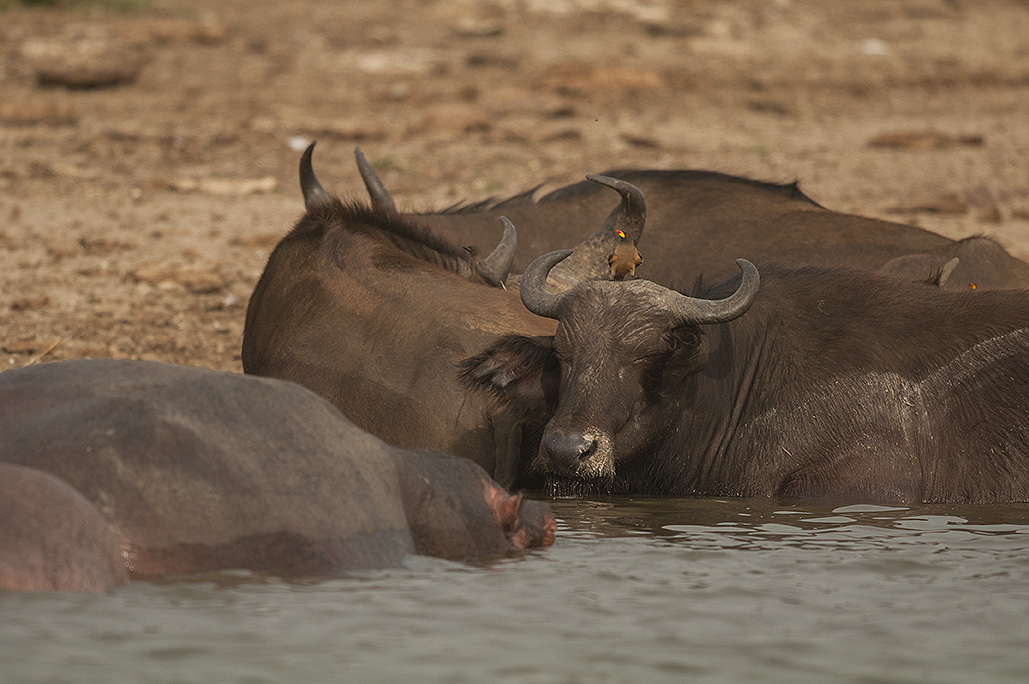 Uganda Wildlife