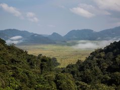 Nyungwe Forest National Park: The Primates Haven Nyungwe Forest