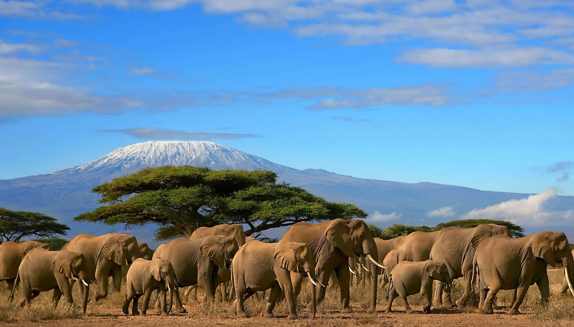 Amboseli Wildlife
