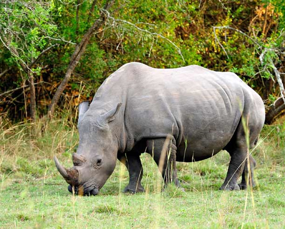 Ziwa Rhinos in Uganda