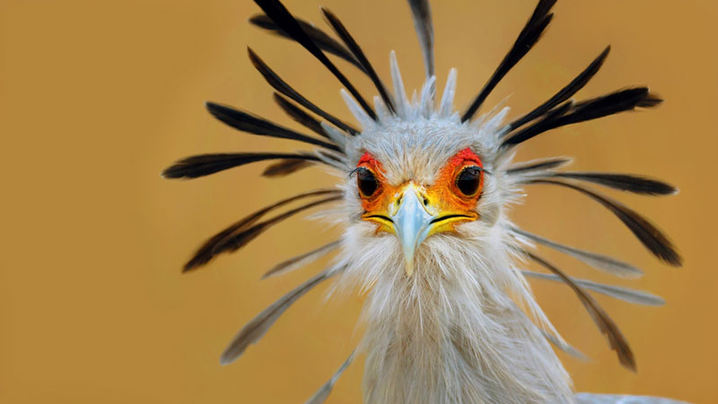 Birding in South Africa