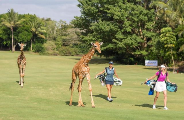 Golfing Safari