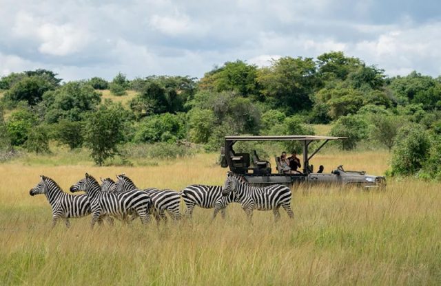 Akagera Safari