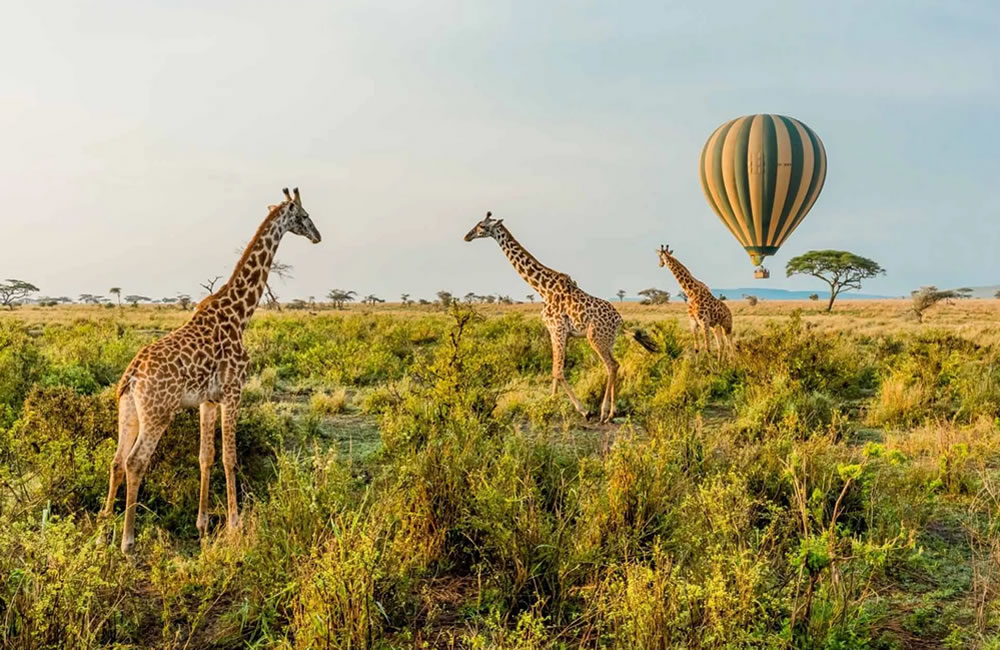 East African Safari