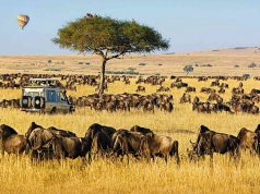 Questions to Ask Before you Go on an African Safari! African Safari