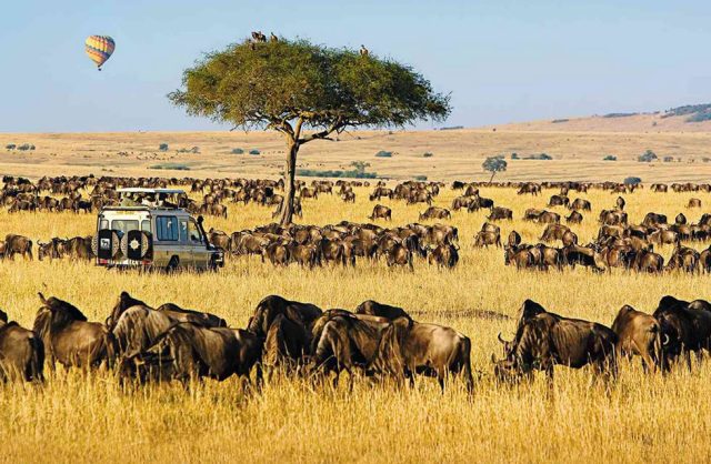 African Safari