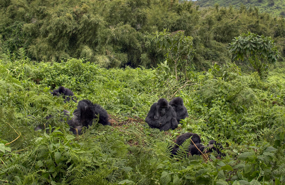 Virunga Mountain Gorillas