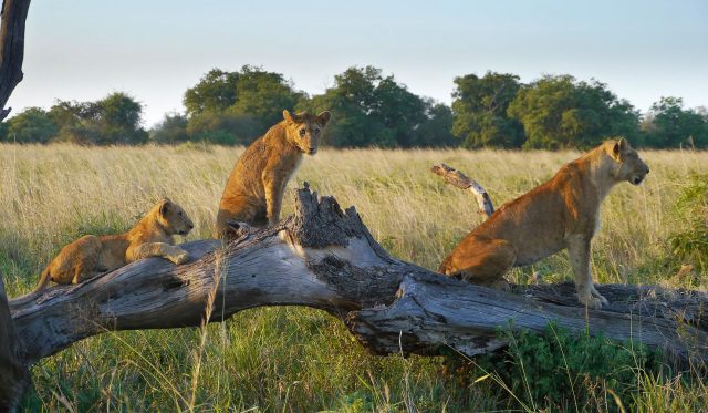 Kidepo Valley Safari