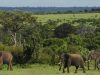 One Week In Uganda : 7 Days Self Drive Itinerary Ugandan Elephants