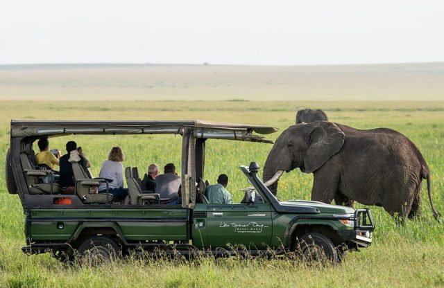 African Wildlife Safari