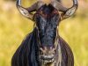 What are the Ugly Five? Wildebeest Face