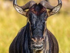 What are the Ugly Five? Wildebeest Face