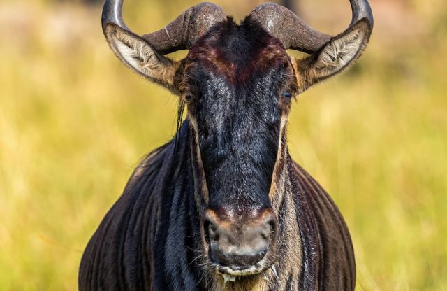 Wildebeest Face