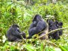 Rwanda Safari: A Complete Thrilling Holiday Rwanda Mountain Gorillas