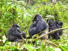 Rwanda Safari: A Complete Thrilling Holiday Rwanda Mountain Gorillas