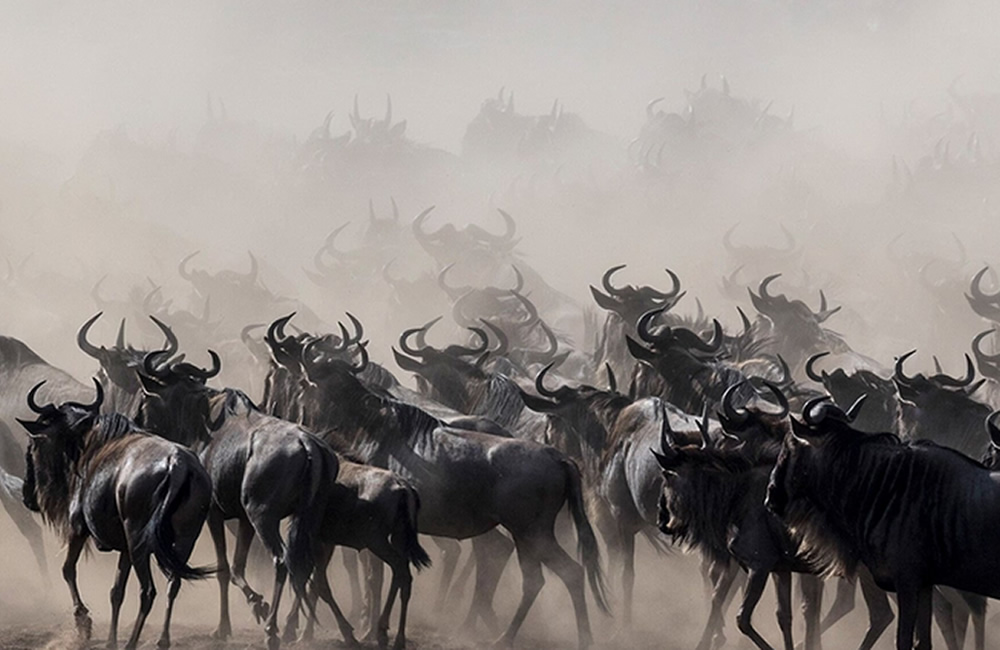 Wildebeests Migration