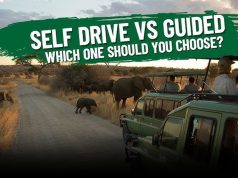 Guided vs. Self-drive Safaris in East Africa Guided Vs Self Drive