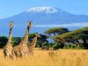 Tanzania Safari: Kilimanjaro Climb and the Big Game Kilimanjaro Safari