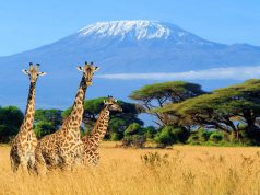 Tanzania Safari: Kilimanjaro Climb and the Big Game Kilimanjaro Safari