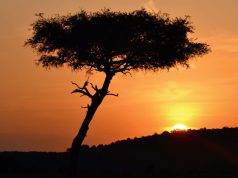 African Safari: Back to Basics and Reflections on the Creation African Safari Tour